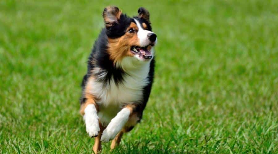 Close up image of tricolor border collie running in grass