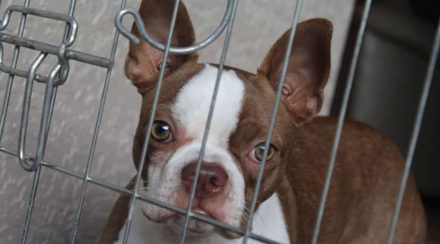 Close up of Boston Terrier in crate