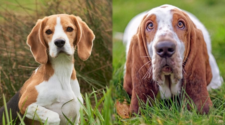 Close up of Dogs Looking at Camera