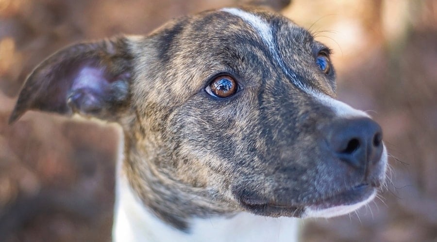 Close up of Spotted Dogs Face