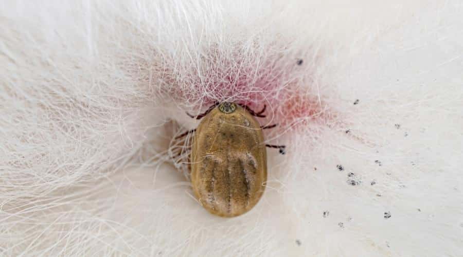 Close up of tick on dog's white fur.