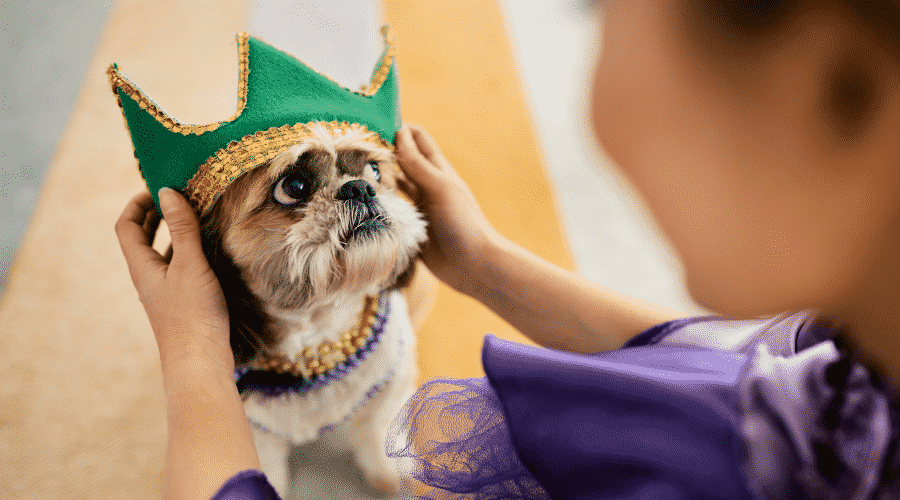 Close-up of woman putting a crown on dog's head while preparing for Mardi Gras carnival at home