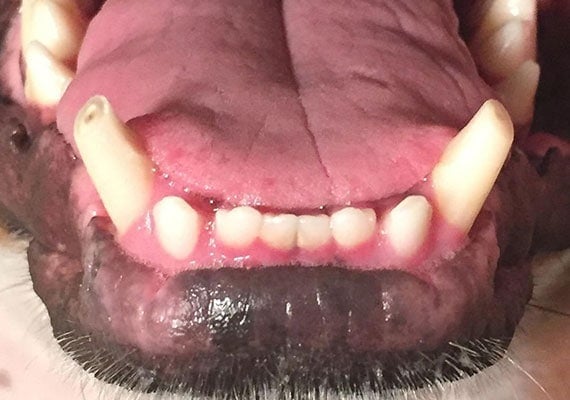 Close up of dog's teeth.