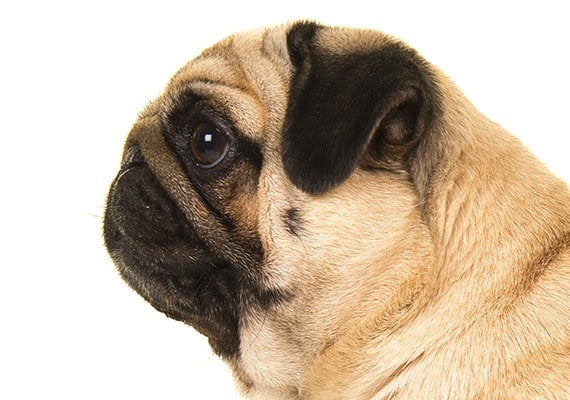 Close-up of flat-face of Pug, side view.