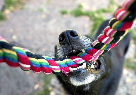 Close-up on sharp teeth of dog chewing rope toy