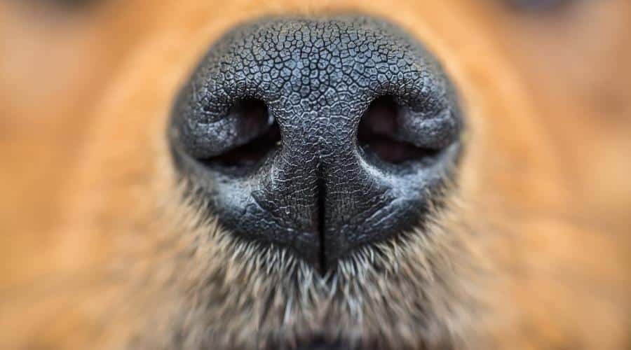 Close up shot of dog nose