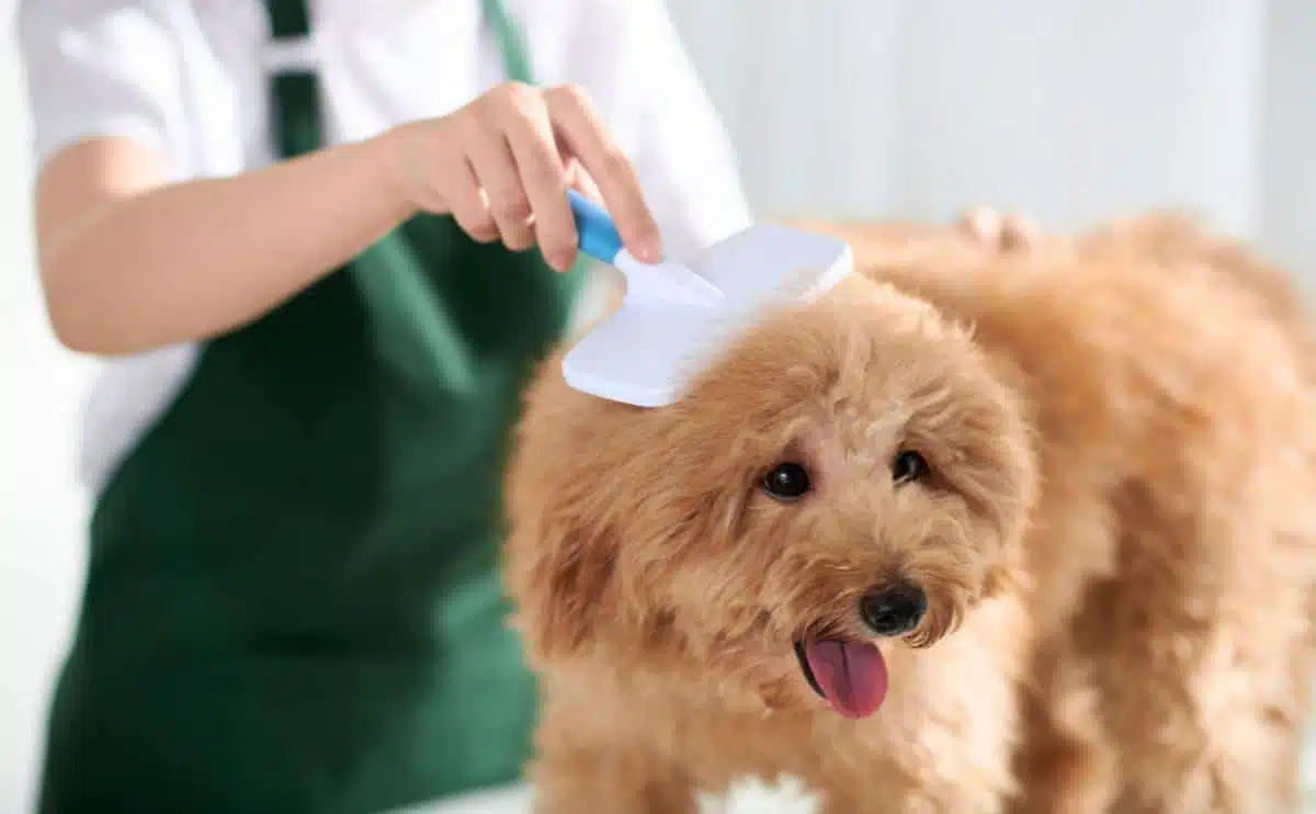 Closeup image of groomer brushing small dog to remove excess hair from coat