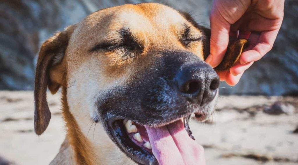 A cute Black Mouth Cur dog standing on the sandy beach by the beautiful ocean on a sunny day