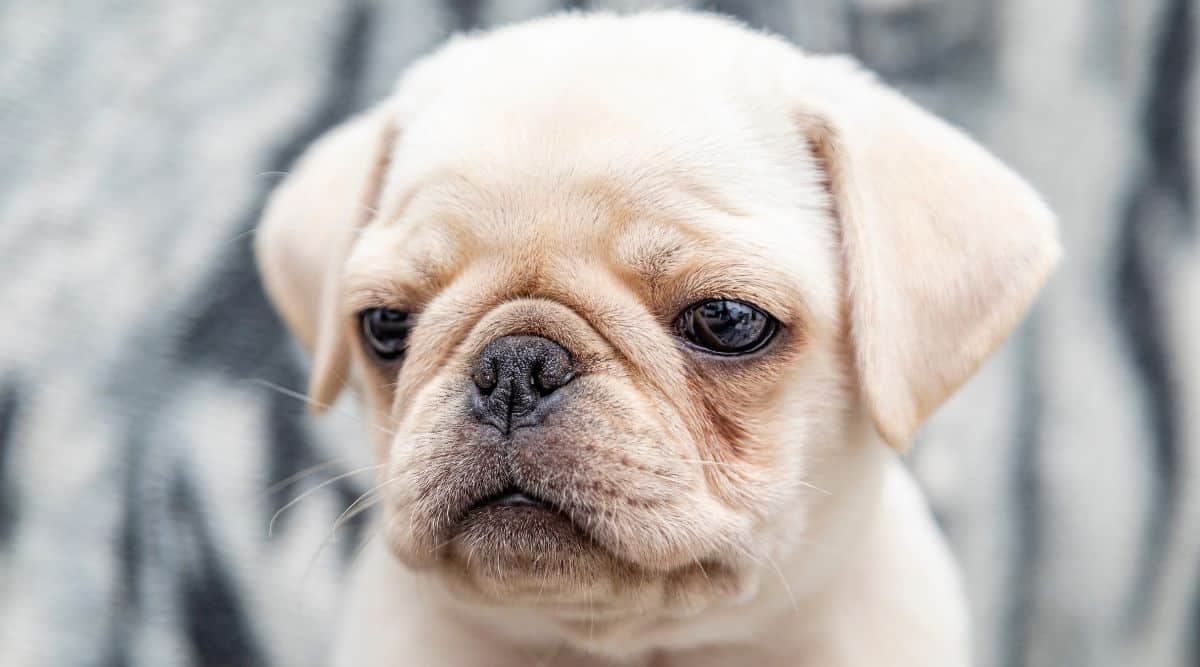 White Pugs The Difference Between Leucistic Albino Pups Canine Journal