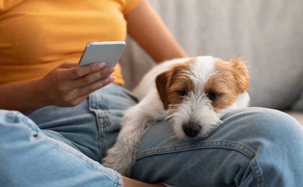 Closeup photo of jack russel terrier dog sleeping on its owner laps, woman petting dog her knees while she using cellphone.