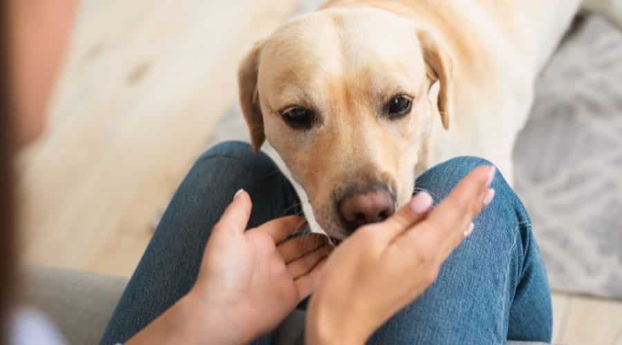 Closeup portrait of labrador retriever ready to sniff owner sitting down
