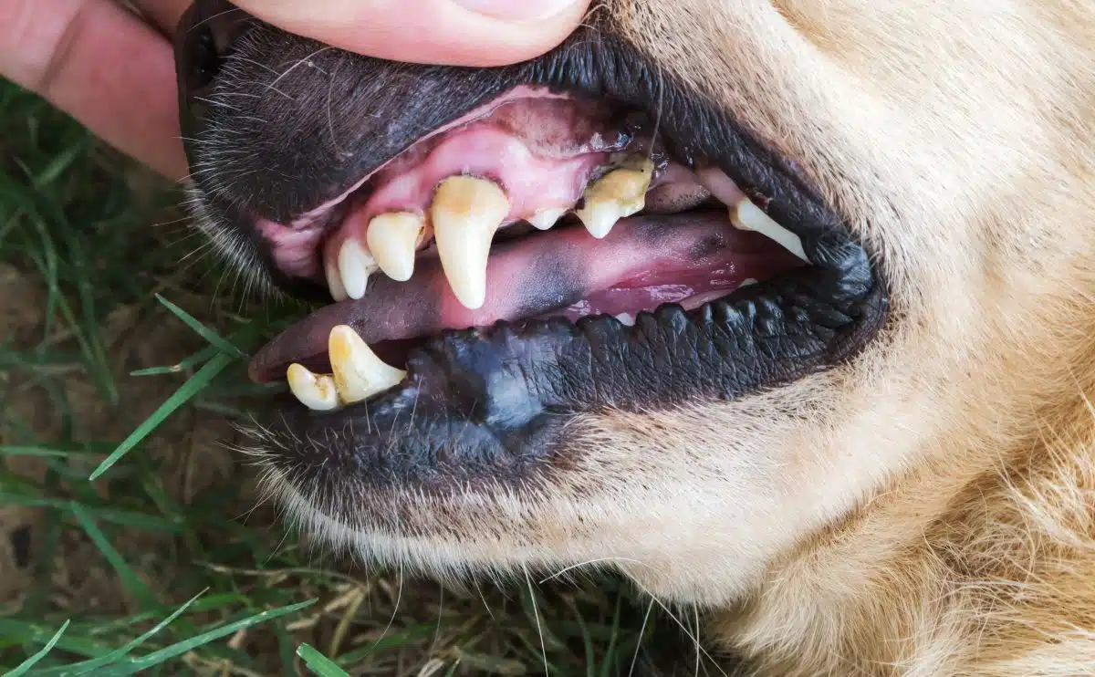 Closeup teeth old dog with tartar dental dog checking