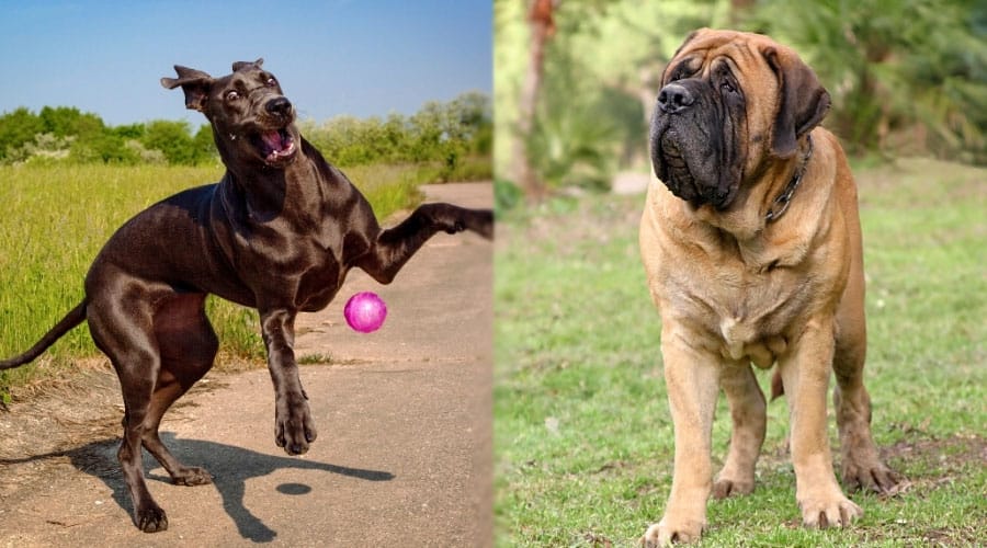 Clumsy Dogs Outdoors