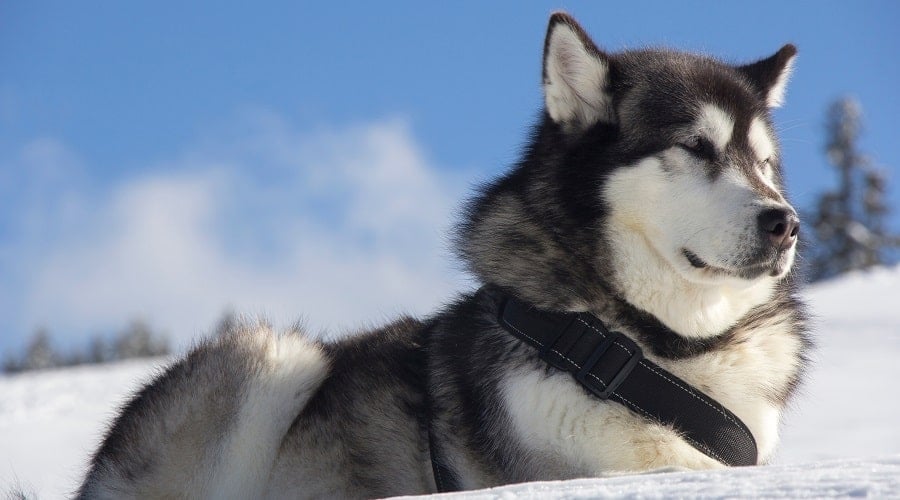Coat and Colors Alusky