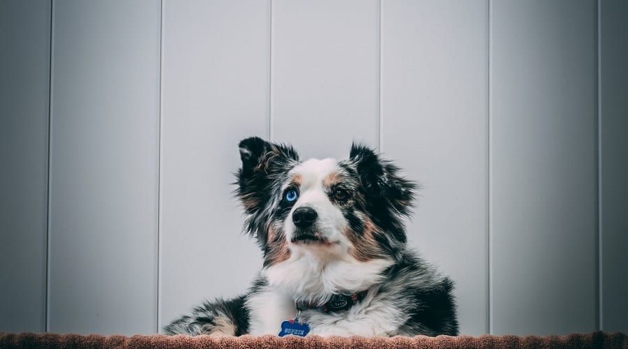 Coat and Colors of Augie Mix