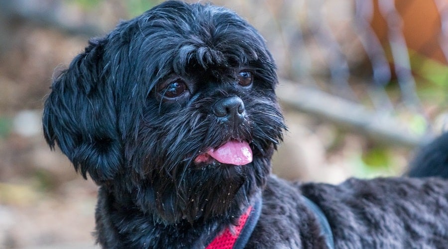 Cock A Tzu