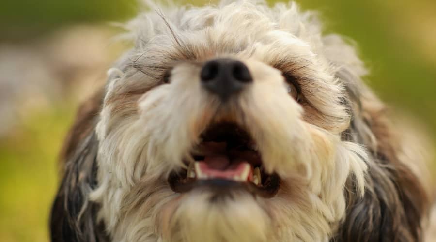Cock-a-Tzu