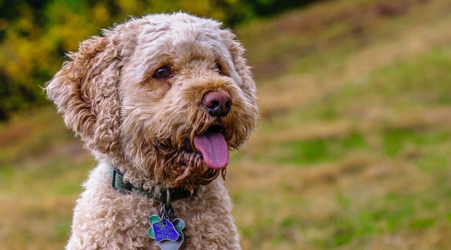 Cockapoo panting outside.