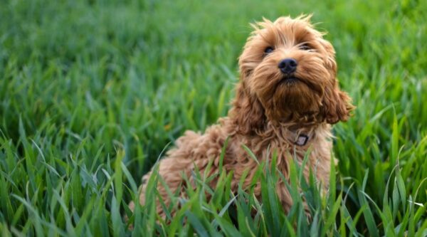 13 Best Dogs For First-Time Owners: Choosing The Right Breed For You ...