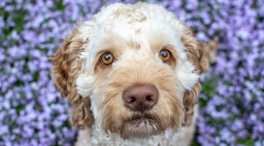 Cockapoo Looking at Camera