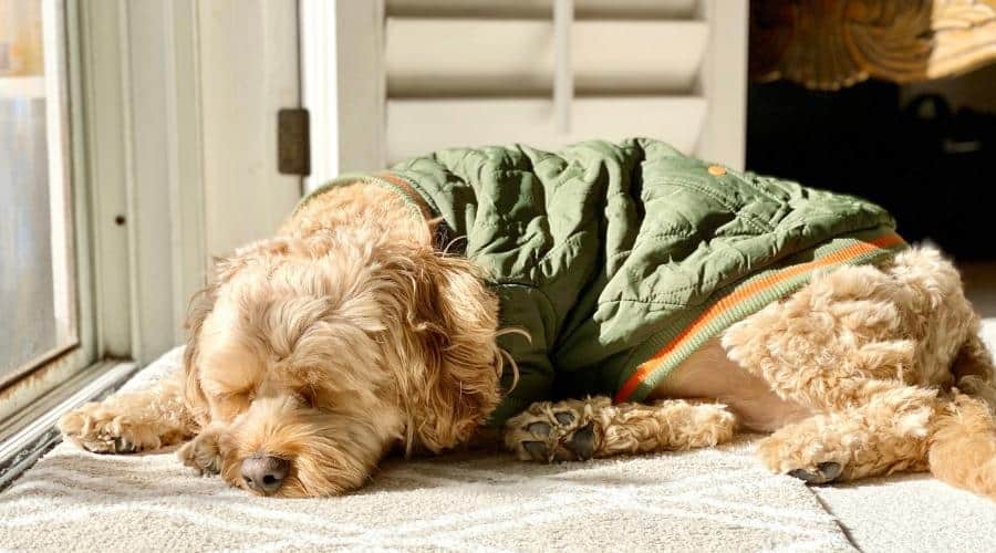 Cockapoo Poodle sleeping wearing jacket.