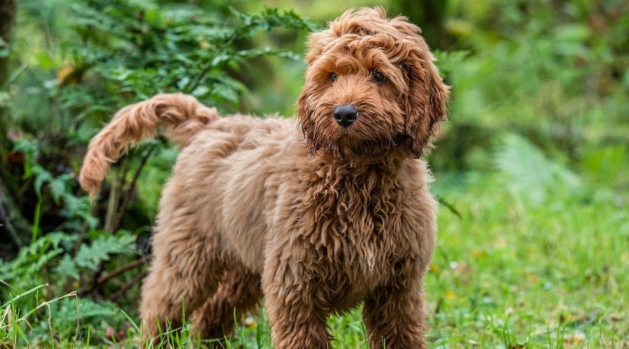 Cockapoo