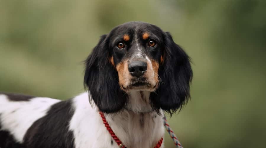 Cocker Pointer