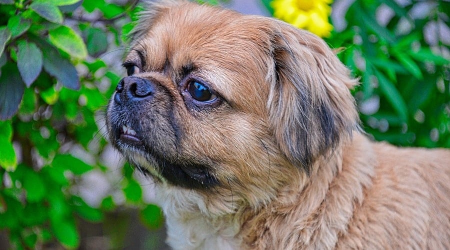 Cocker Pug