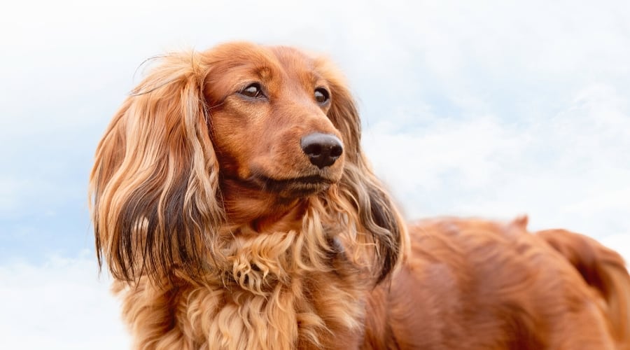 Cocker Setter