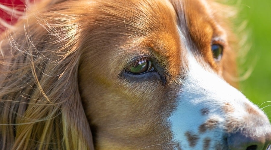 Cocker Spaniel