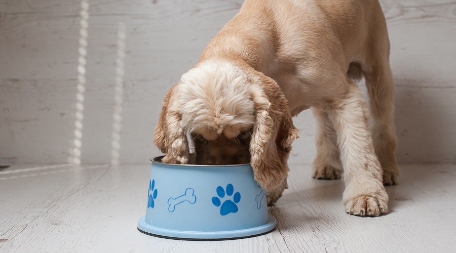 Cocker Spaniel Adult Eating Food