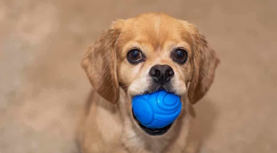Cocker Spaniel French Bulldog