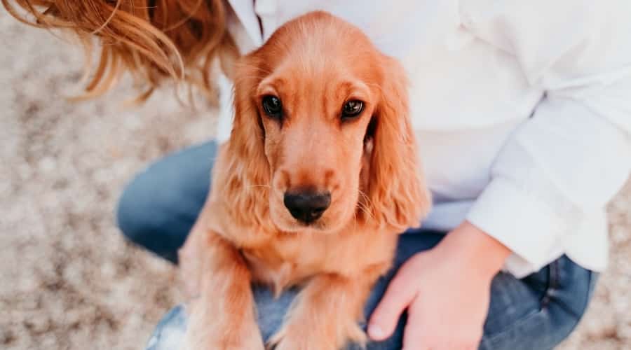 Cocker Spaniel in owner's lap.