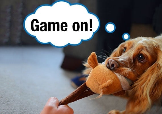 Cocker Spaniel tugging on soft plush toy while owner tries to pull it from mouth