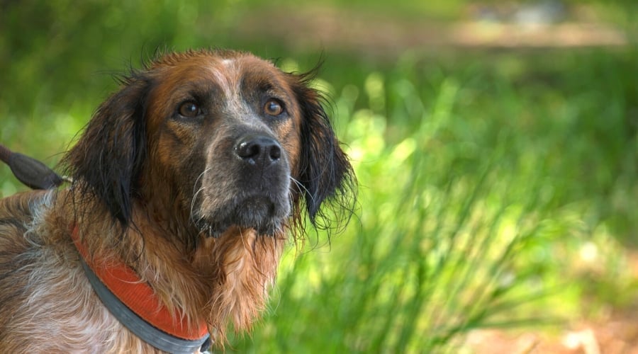 Cocker Springer
