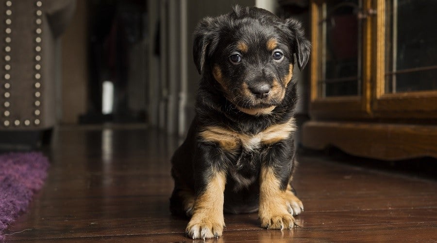 Cockweiler