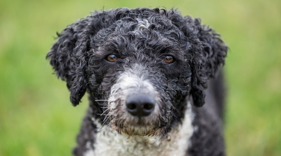 Coily-Haired Black and White Dog