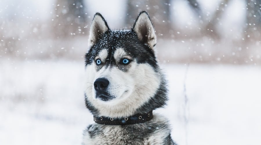 Husky in the snow.