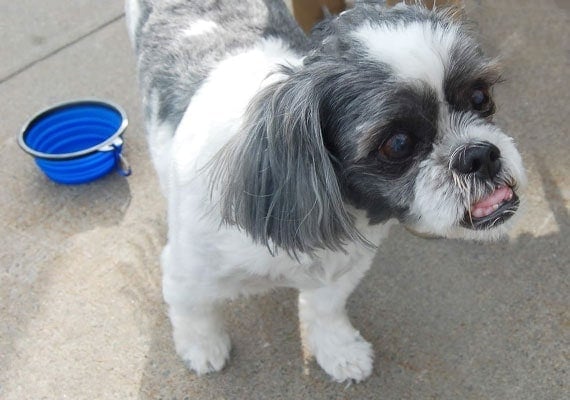 Collapsible dog bowl tester - Barney the Shih Tzu