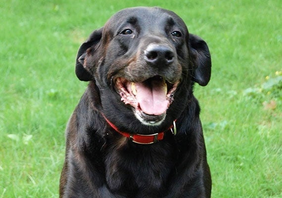 Collapsible dog bowl tester cooper the black labrador retriever