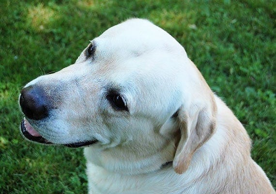 Collapsible dog bowl tester Tucker the yellow labrador retriever