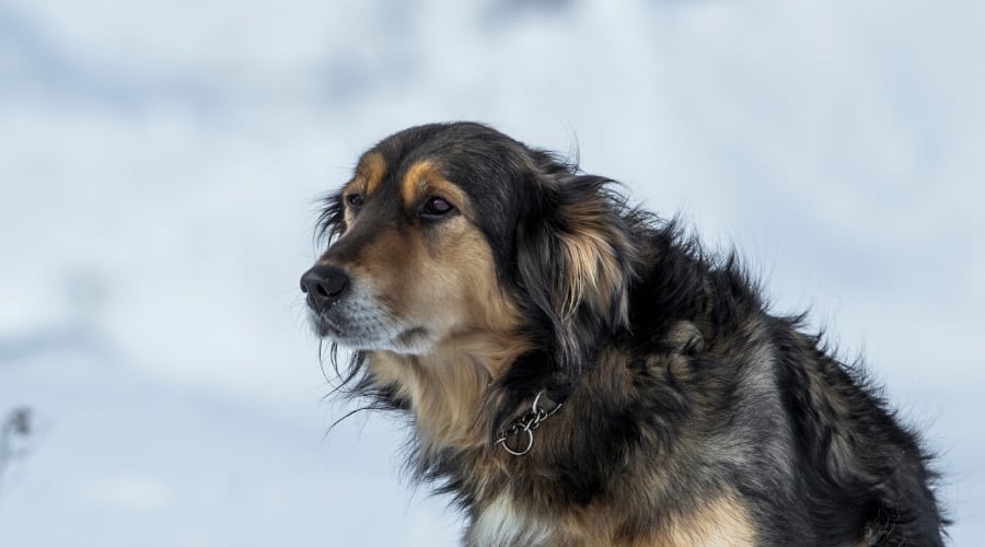 Collie Cocker