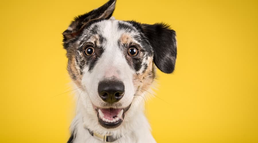 Collie Whip