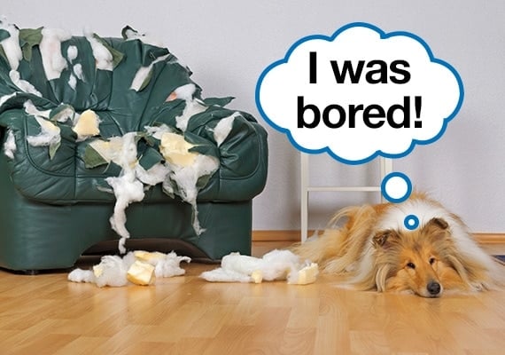 Collie sitting next to couch he chewed because he was bored