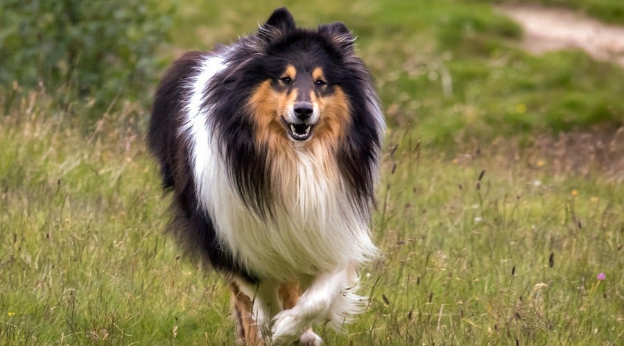 Fuzzy brown and white dog running outside.