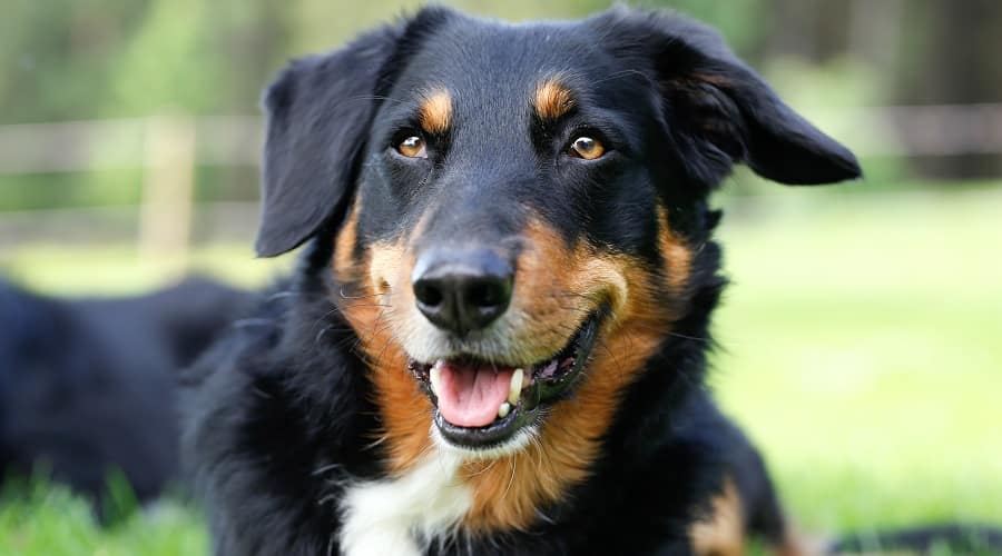 Collieweiler