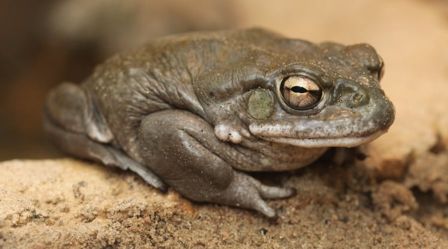 Colorado River Toad in Dirt