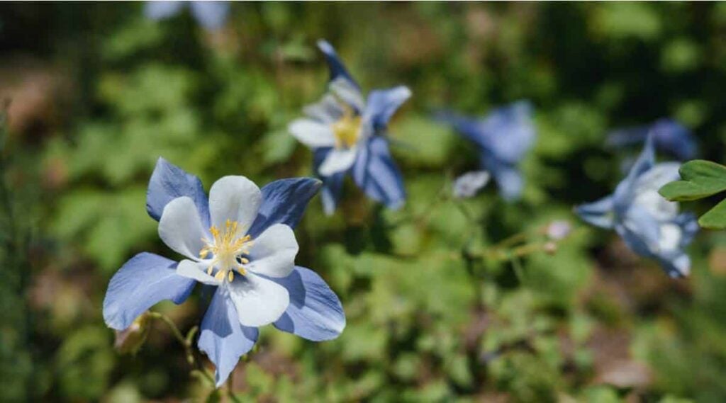 Rocky Mountain Columbine
