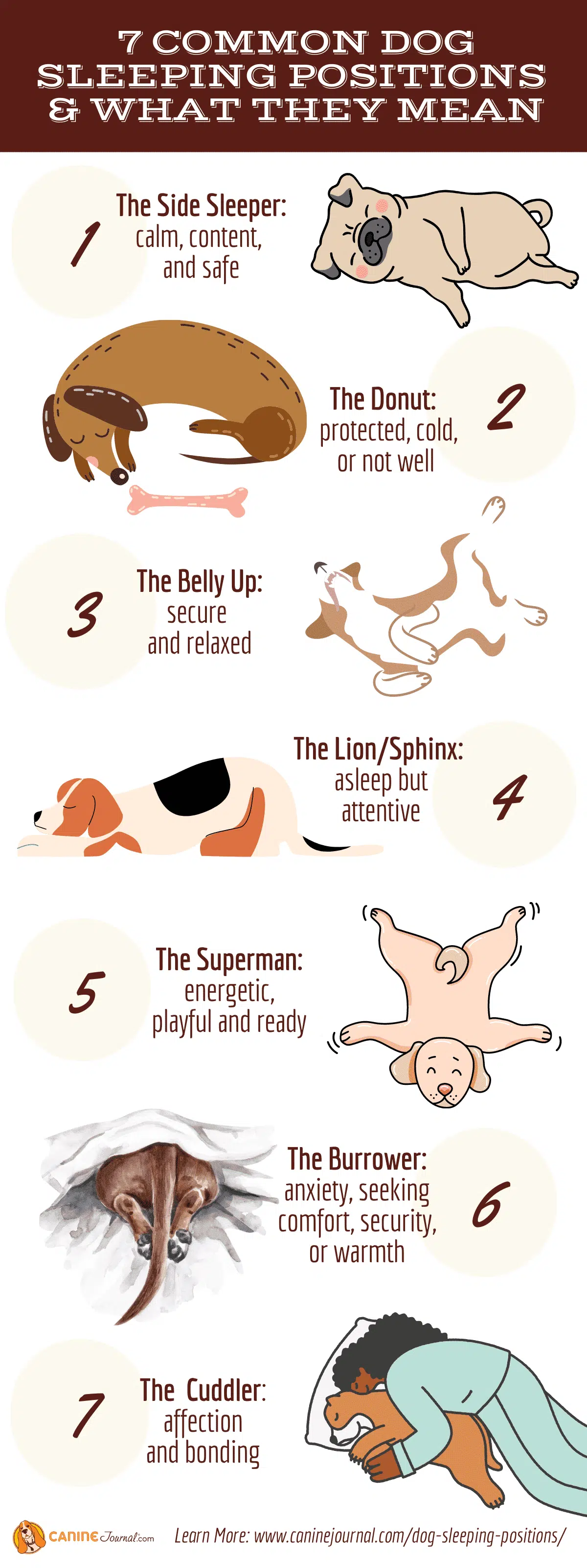 Common Dog Sleeping Positions What They Mean infographic