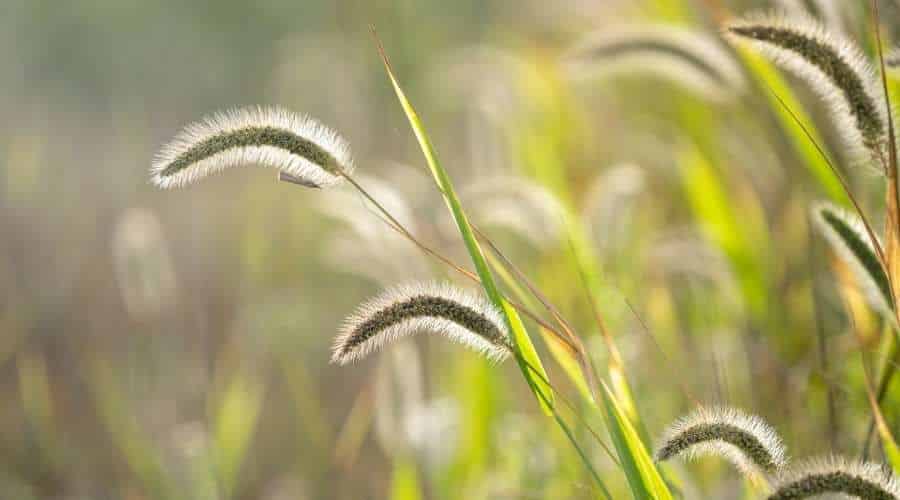 Common weed green foxtail close-up. Setaria viridis, green bristlegrass, and wild foxtail millet